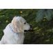 Шарф-труба для собак Buff Dog, Woof Multi - S/M (BU 115234.555.20.00)