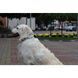 Шарф-труба для собак Buff Dog, Woof Multi - S/M (BU 115234.555.20.00)